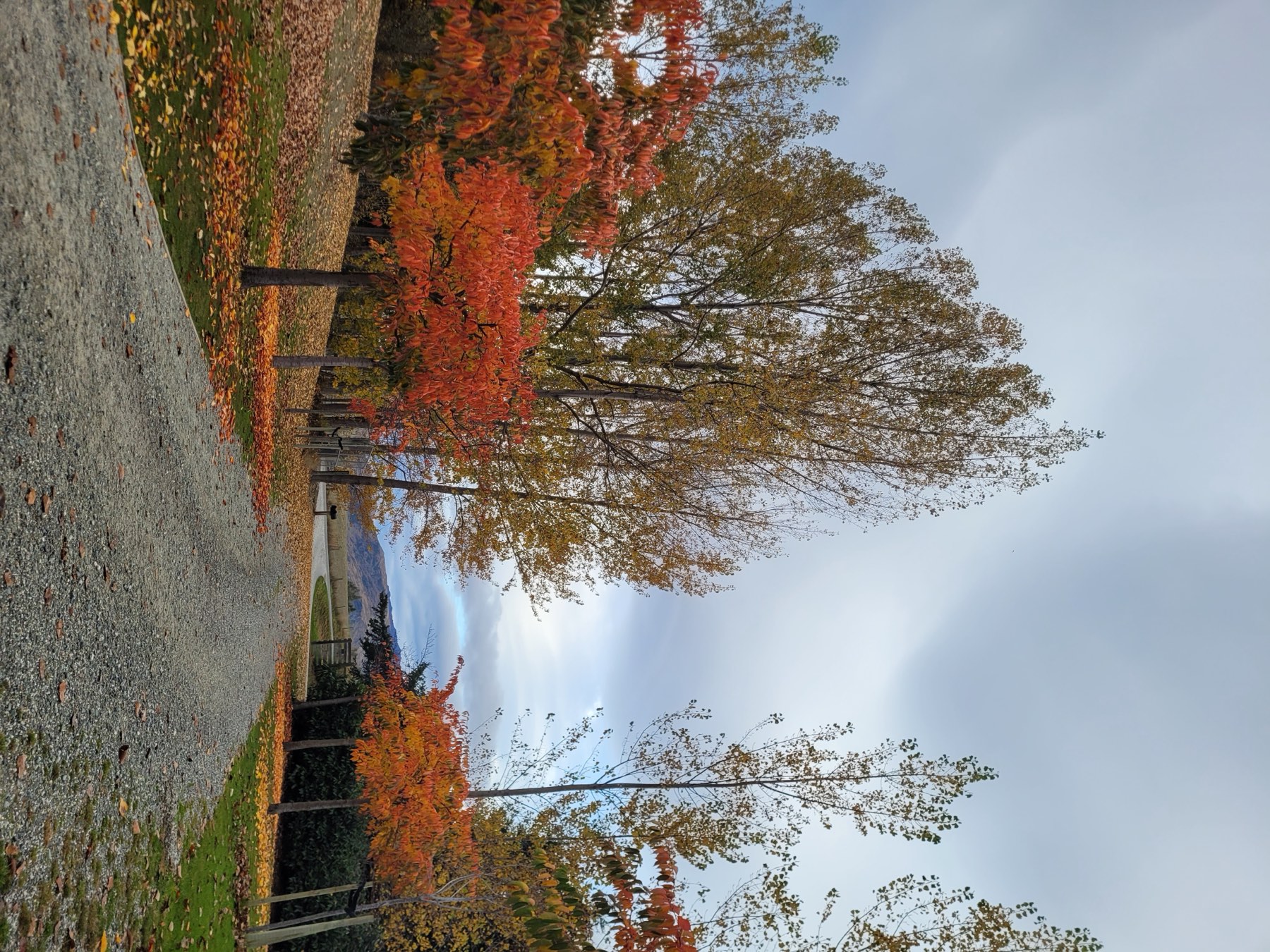 The gravel driveway between poplars turning copper in autumn