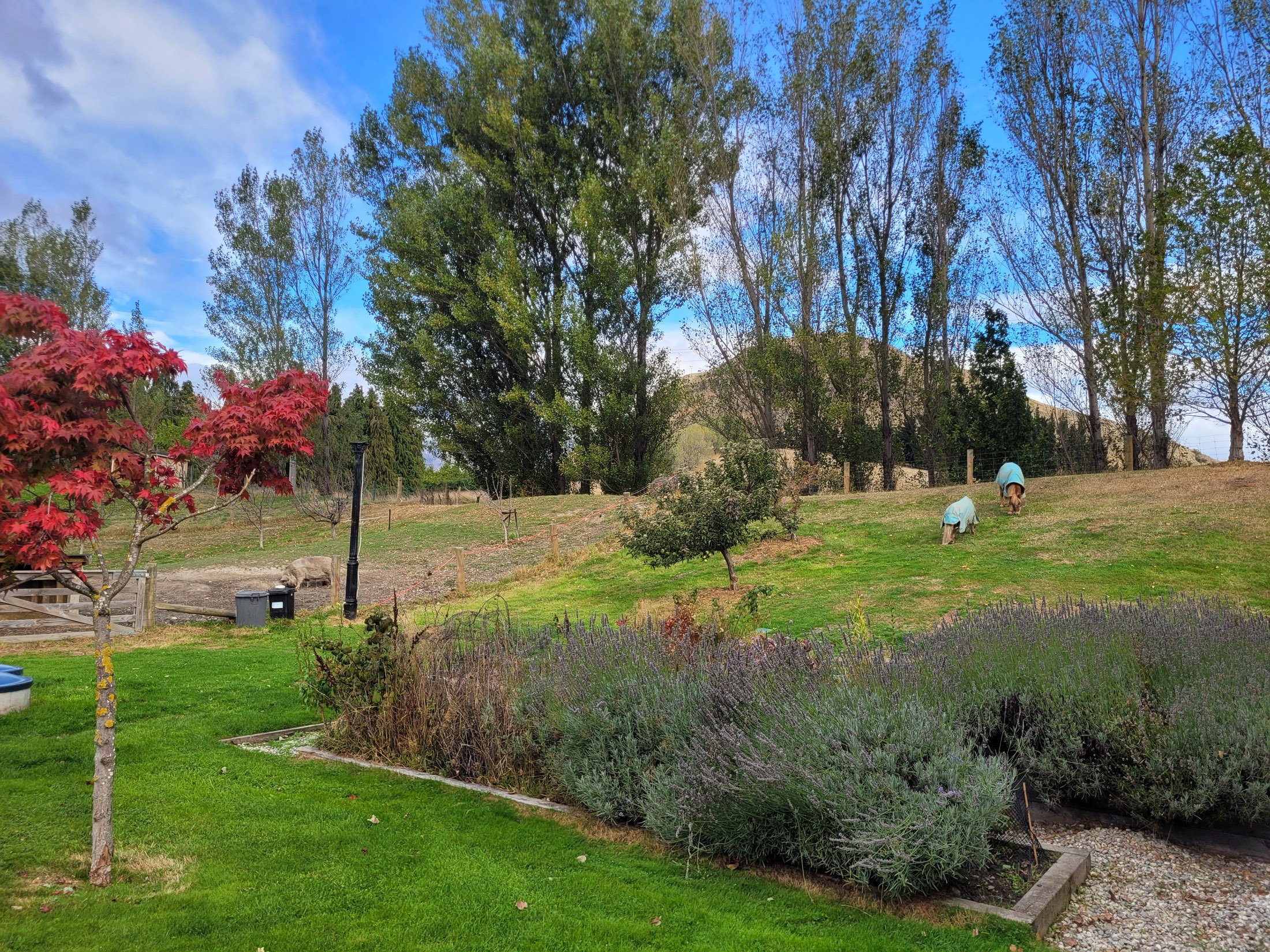 Lavender and red maples, with the ponies grazing beyond