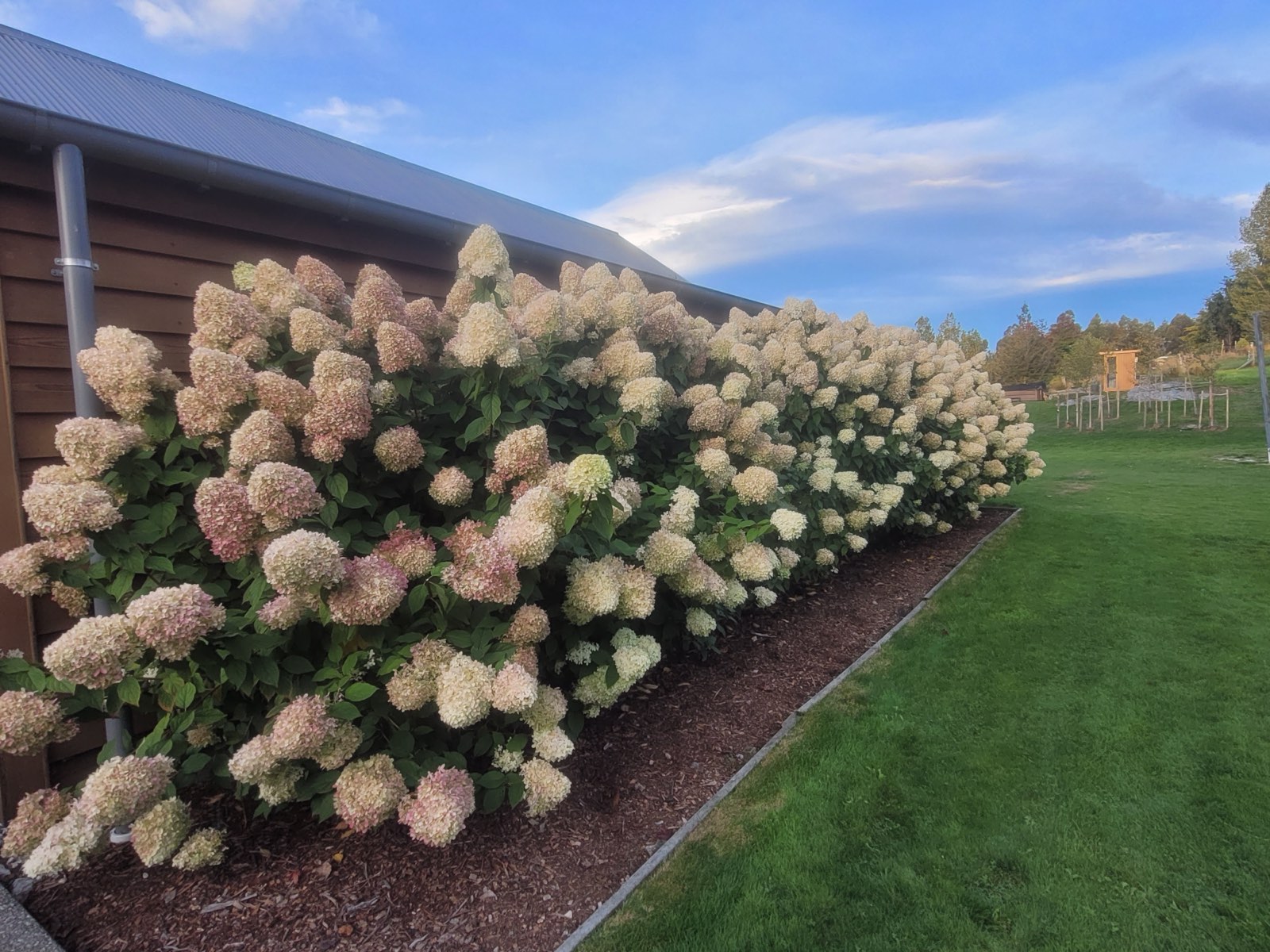 Hydrangeas in flower along the side of the house in late summer