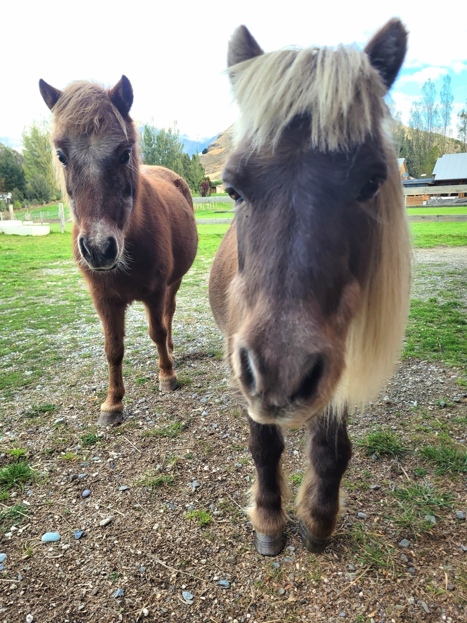 Two miniature ponies walking up to the camera