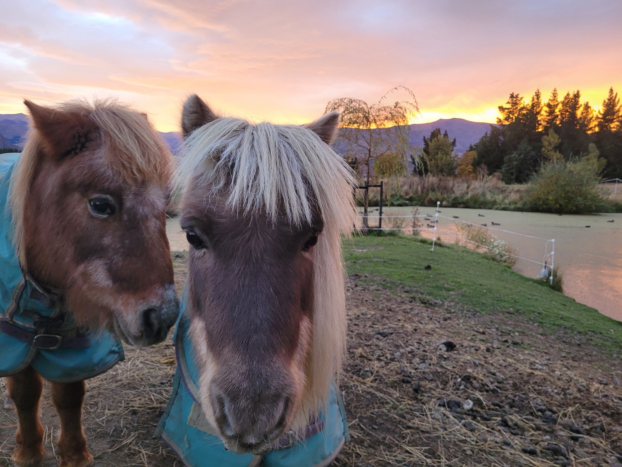 Two miniature ponies in the paddock at sunset