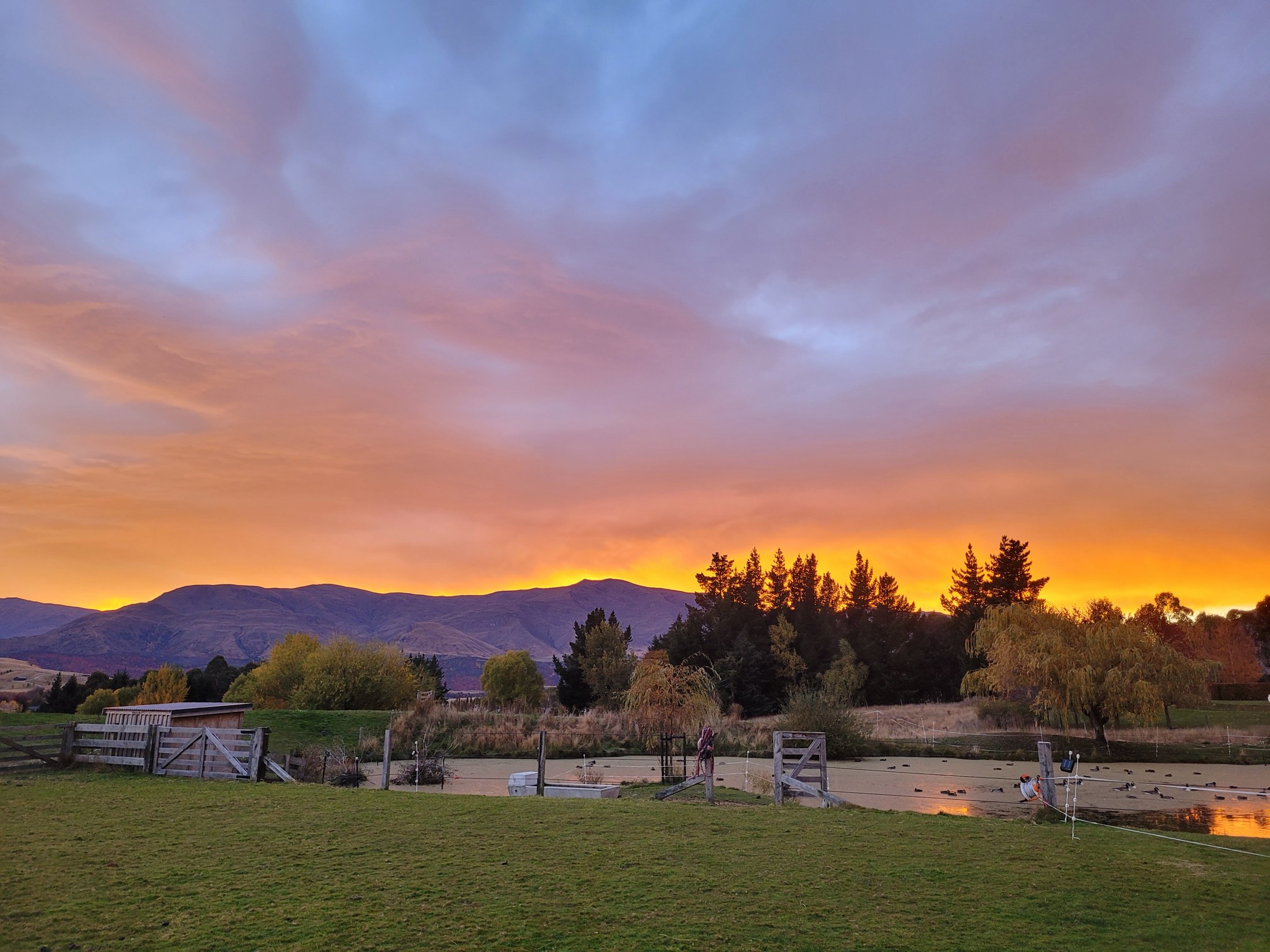 Sunset over the paddock and the pond